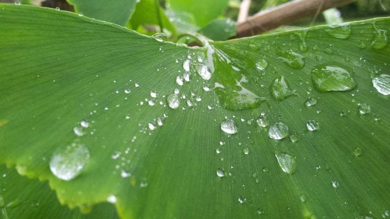 Group Mentoring Circles: Facilitator Certification